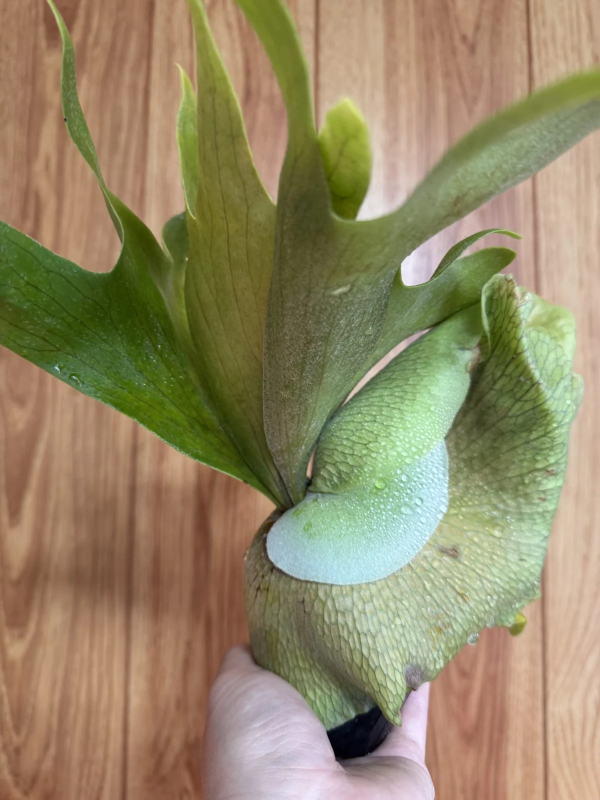 野良ビカクシダ