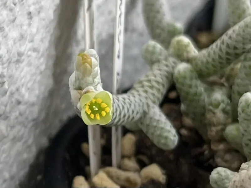 多肉植物 アボニア アルビシマ ムルチラモーサ 花