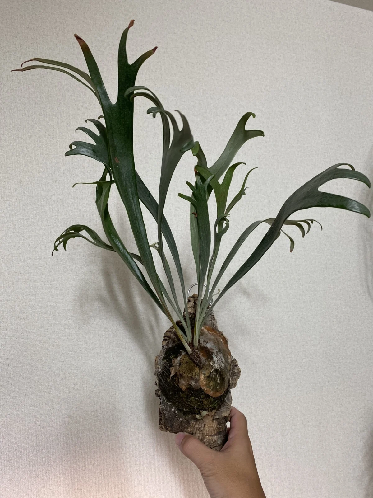 ビカクシダ　キヨマサ