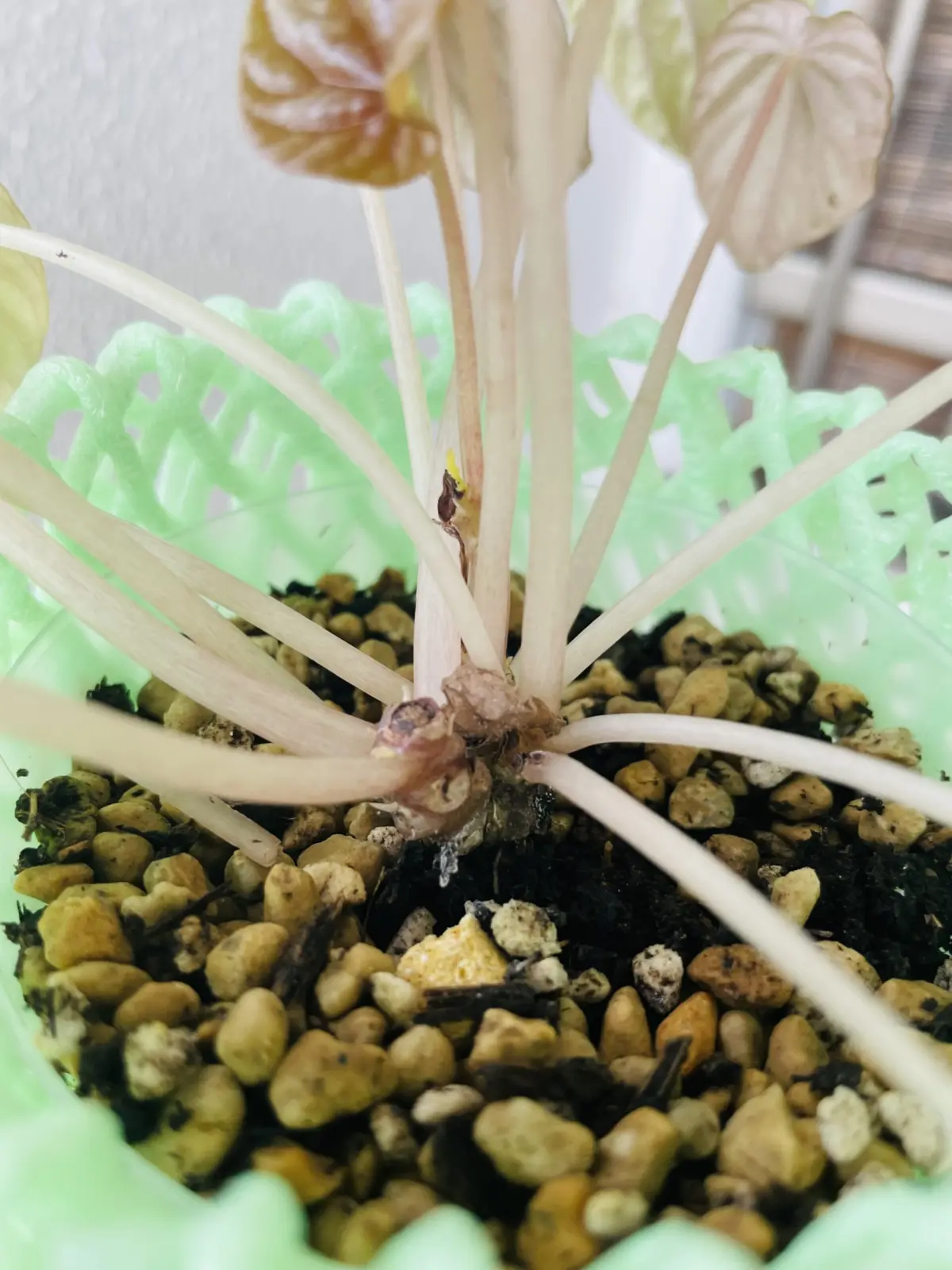 ペペロミア　株元の腐り　葉が落ちる