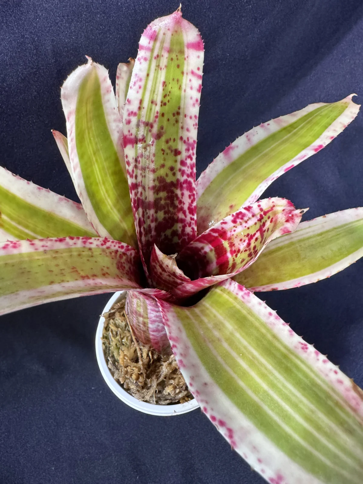 ネオレゲリア　ビーバップ