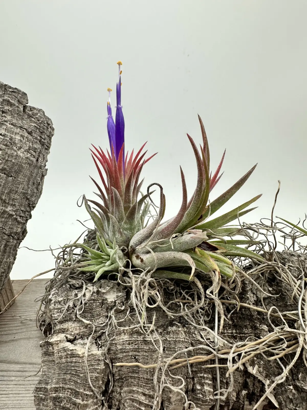 ティランジア　イオナンタ　不明種