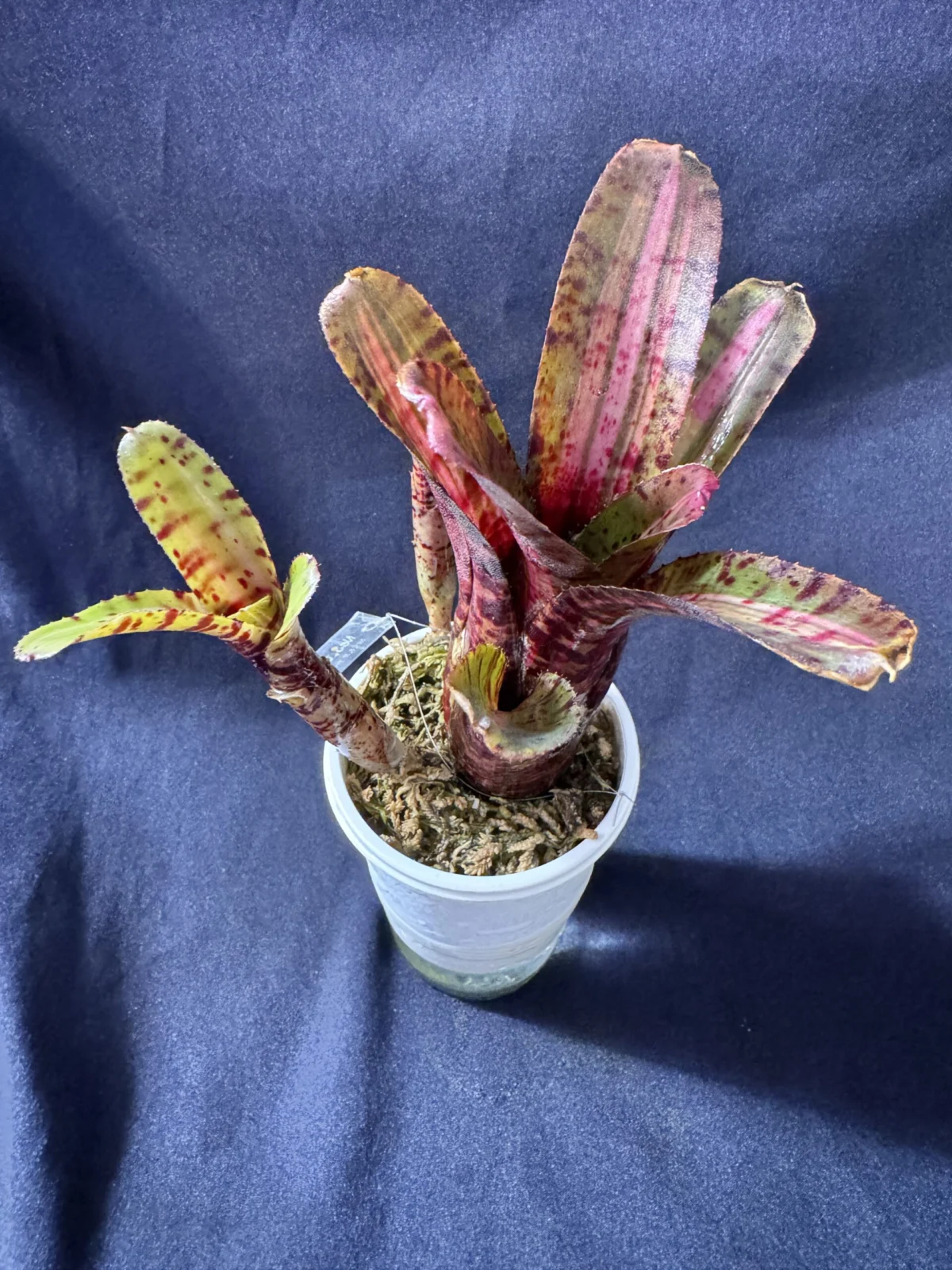 ネオレゲリア　ユーフォー