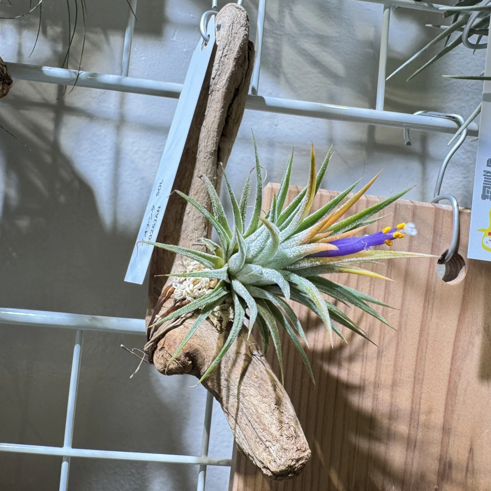 ティランジア イオナンタ　ソル