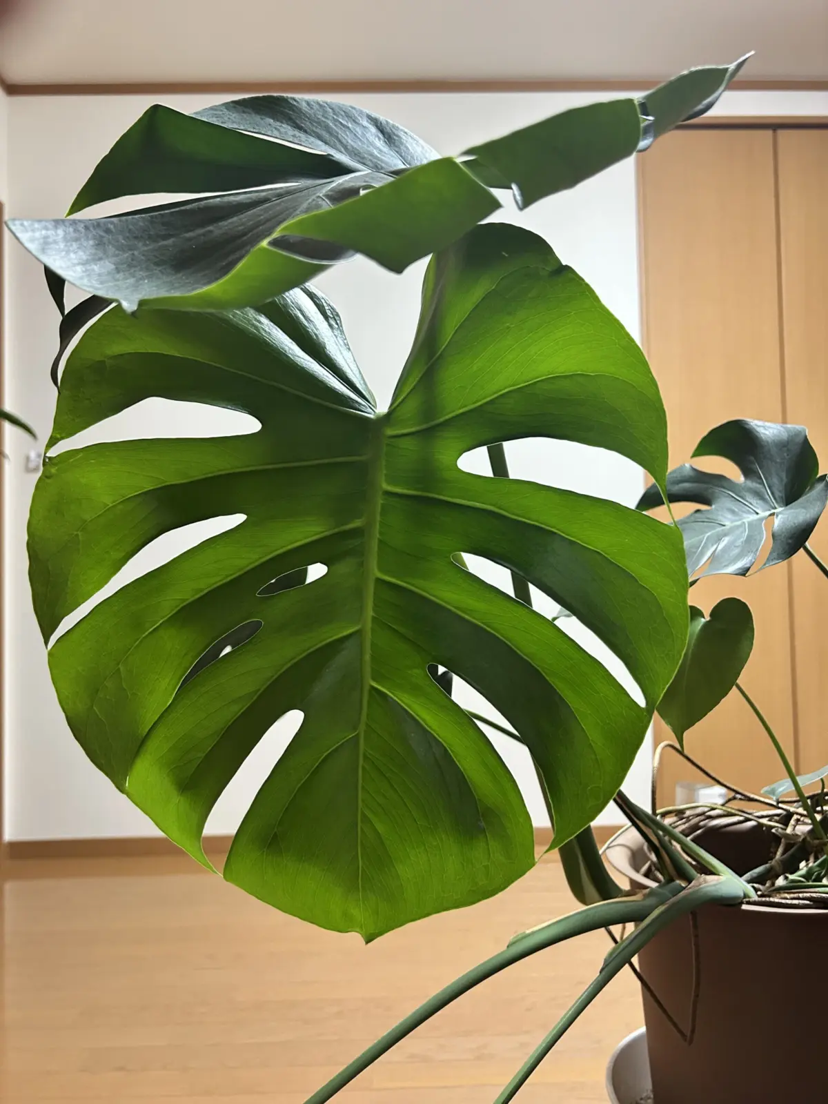 モンステラ/肌落ち