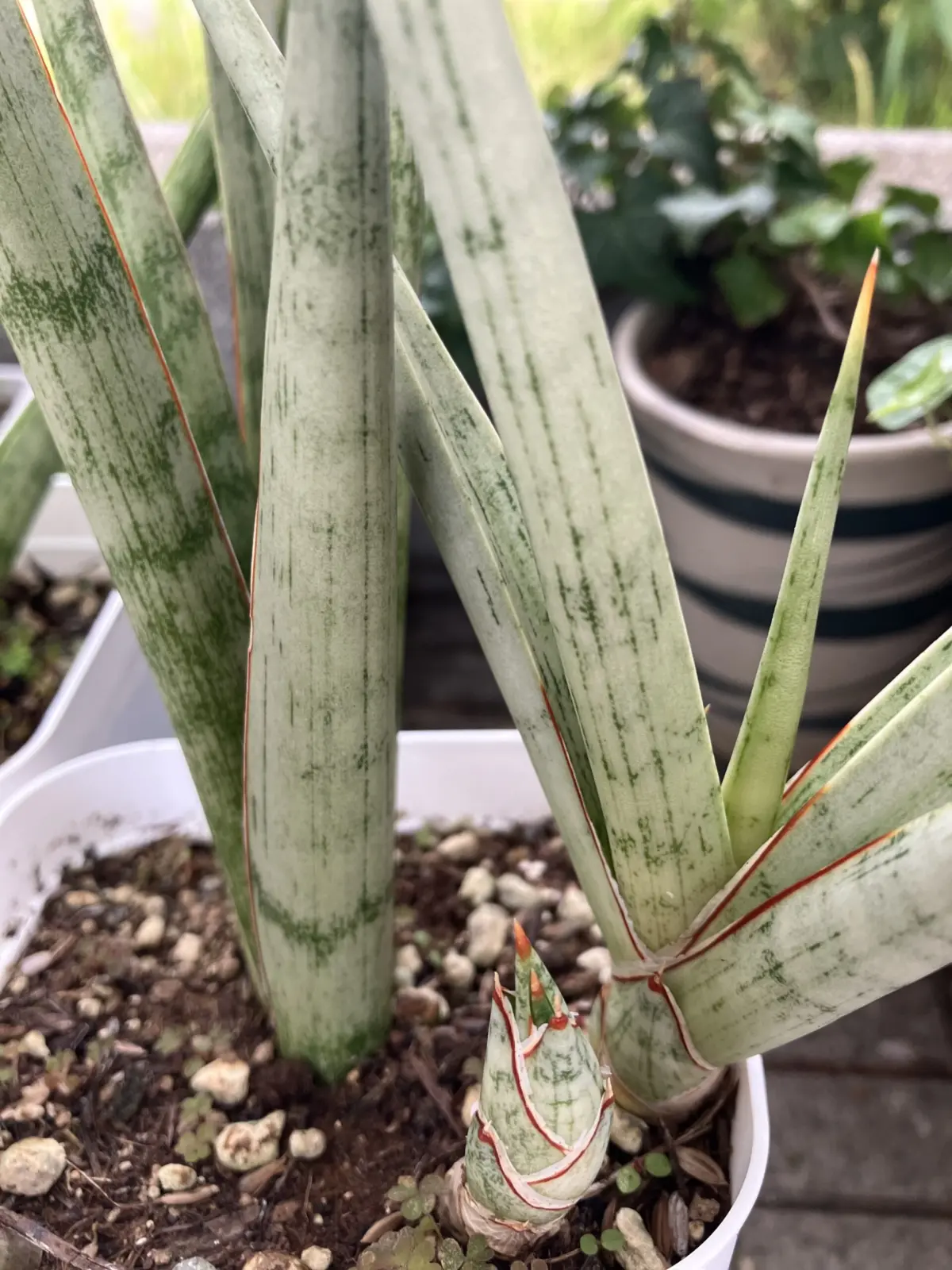 サンセベリア　グラキリス