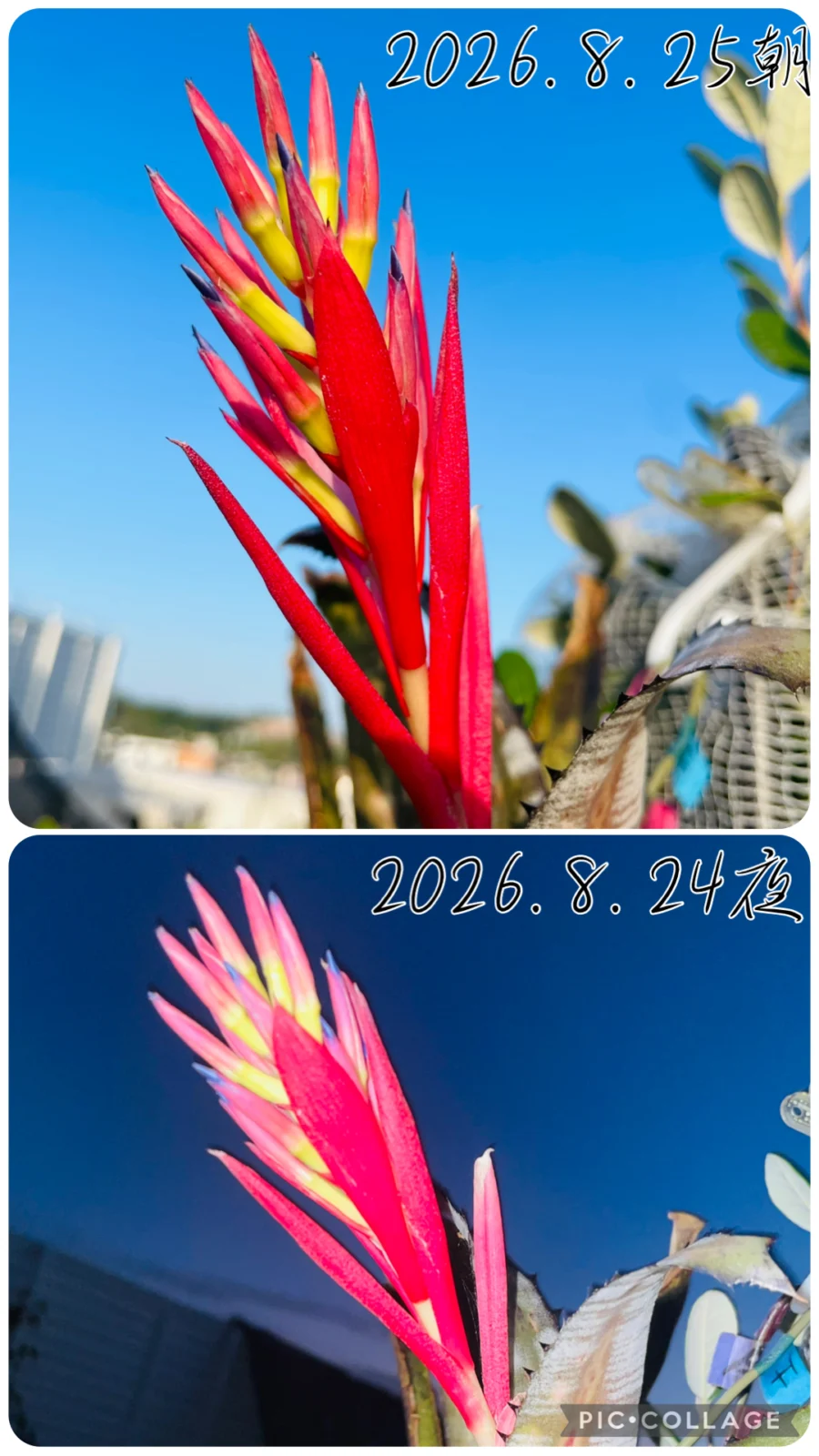 ビルベルギア　パイプライン　今朝と昨夜の花芽