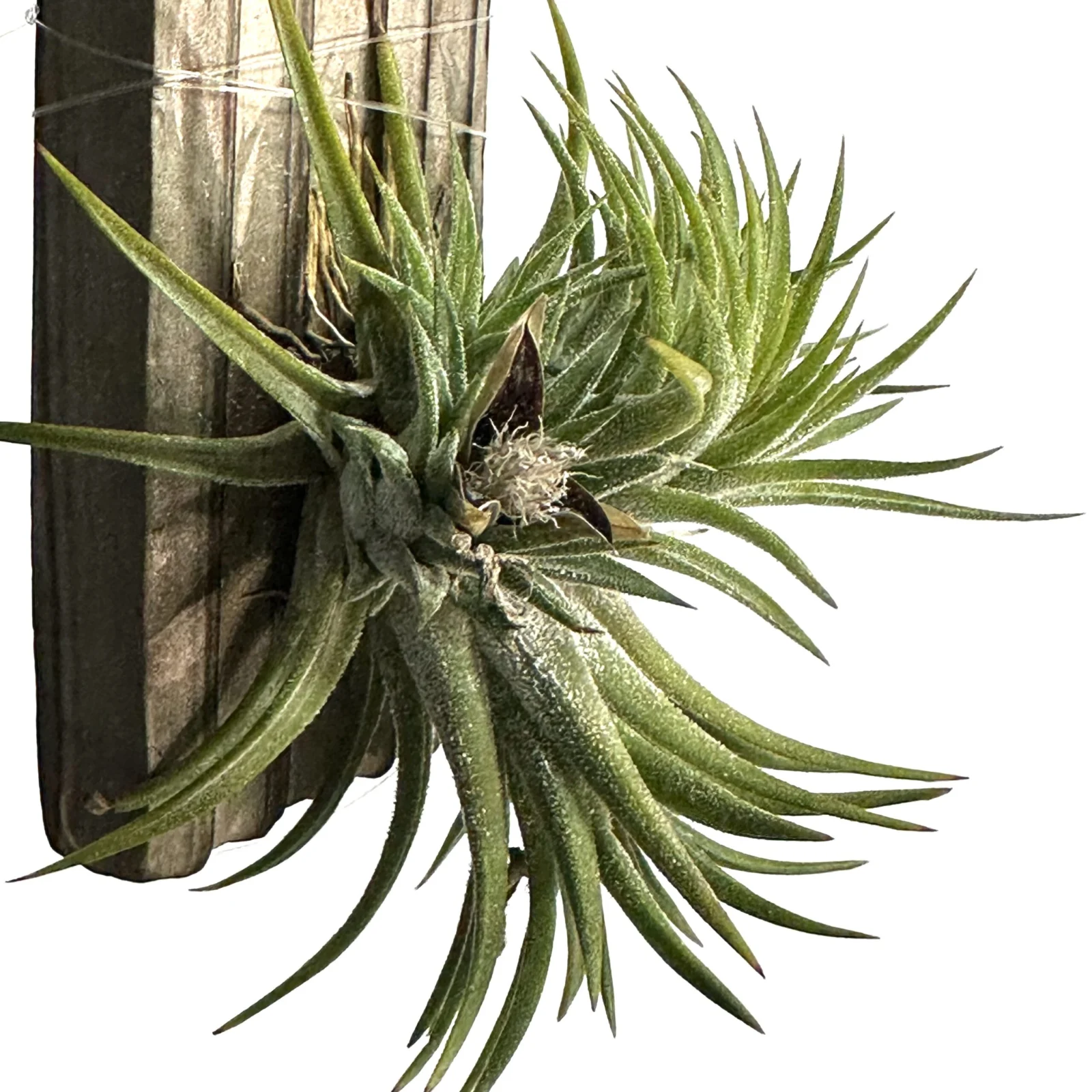 ティランジア　イオナンタ　フロムハワイ