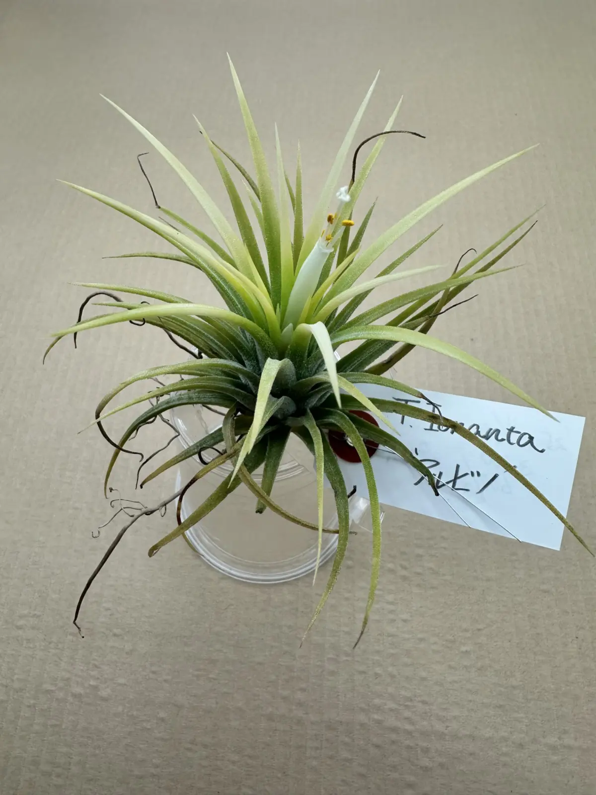 ティランジア　イオナンタ　アルビノ　開花