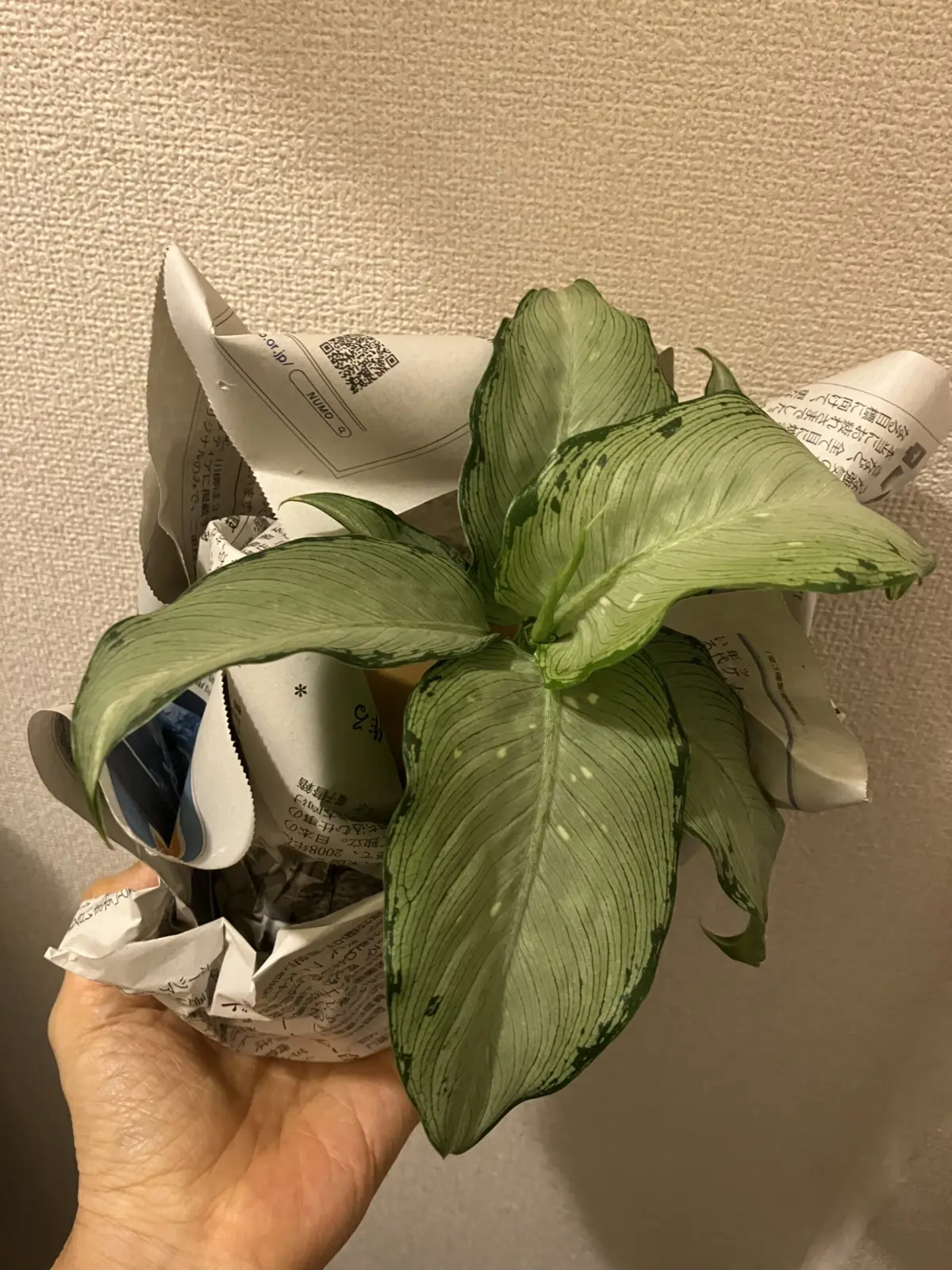 ディフェンバキア　斑入り　スタンダードプロダクツ