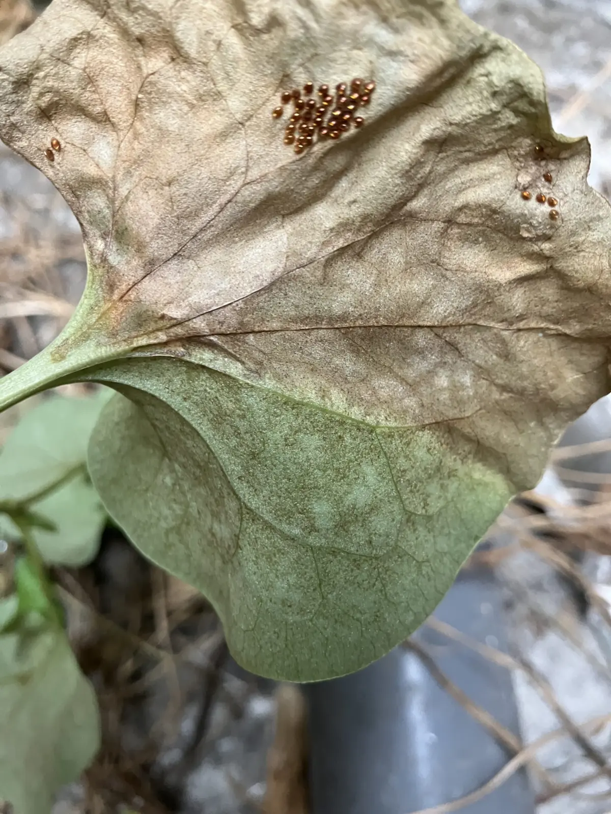 害虫?葉の裏の卵