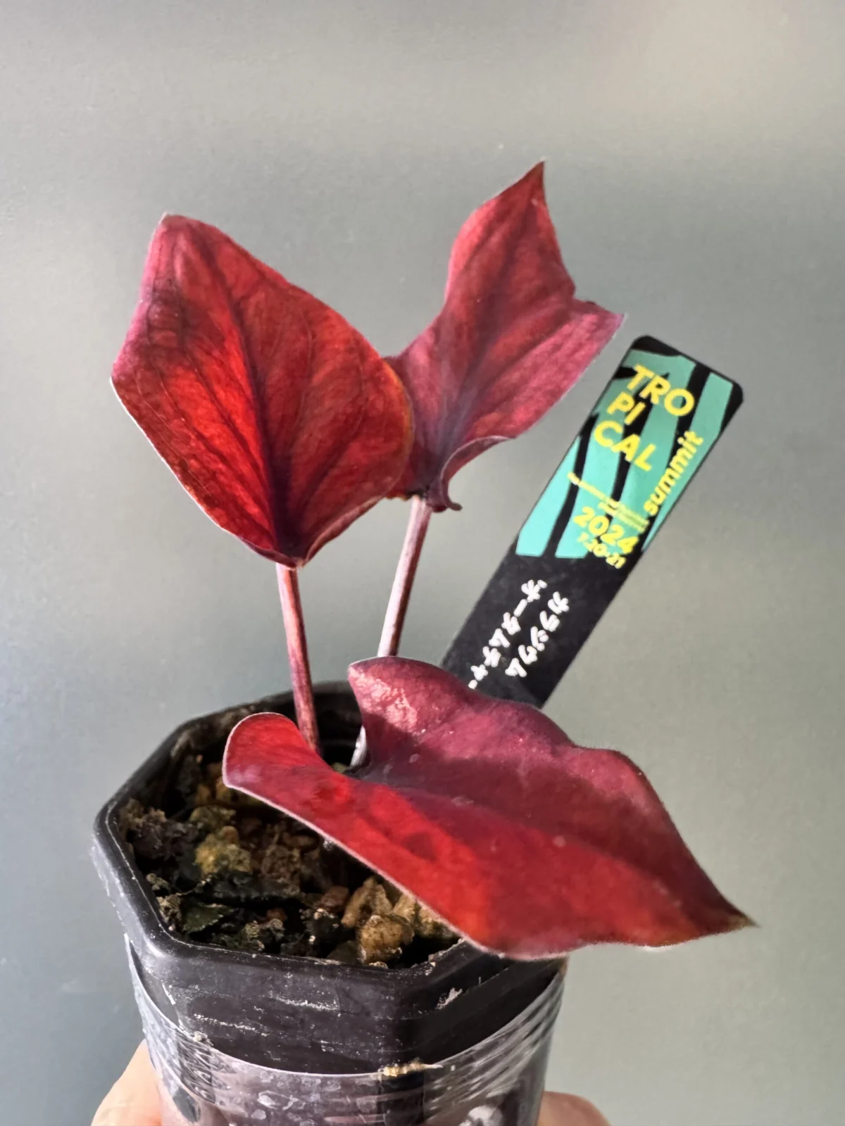 カラジウム オータムチャーム