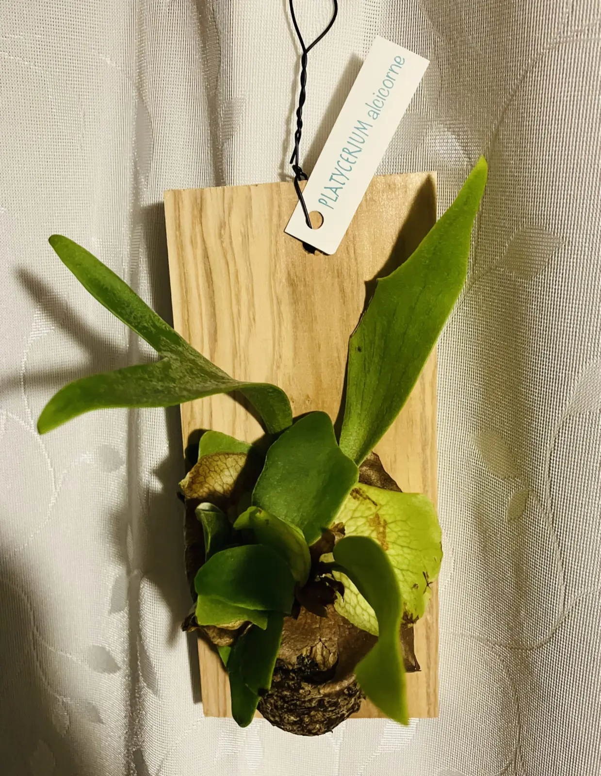 ビカクシダ　アルシコルネ　スーパーマーケットから！