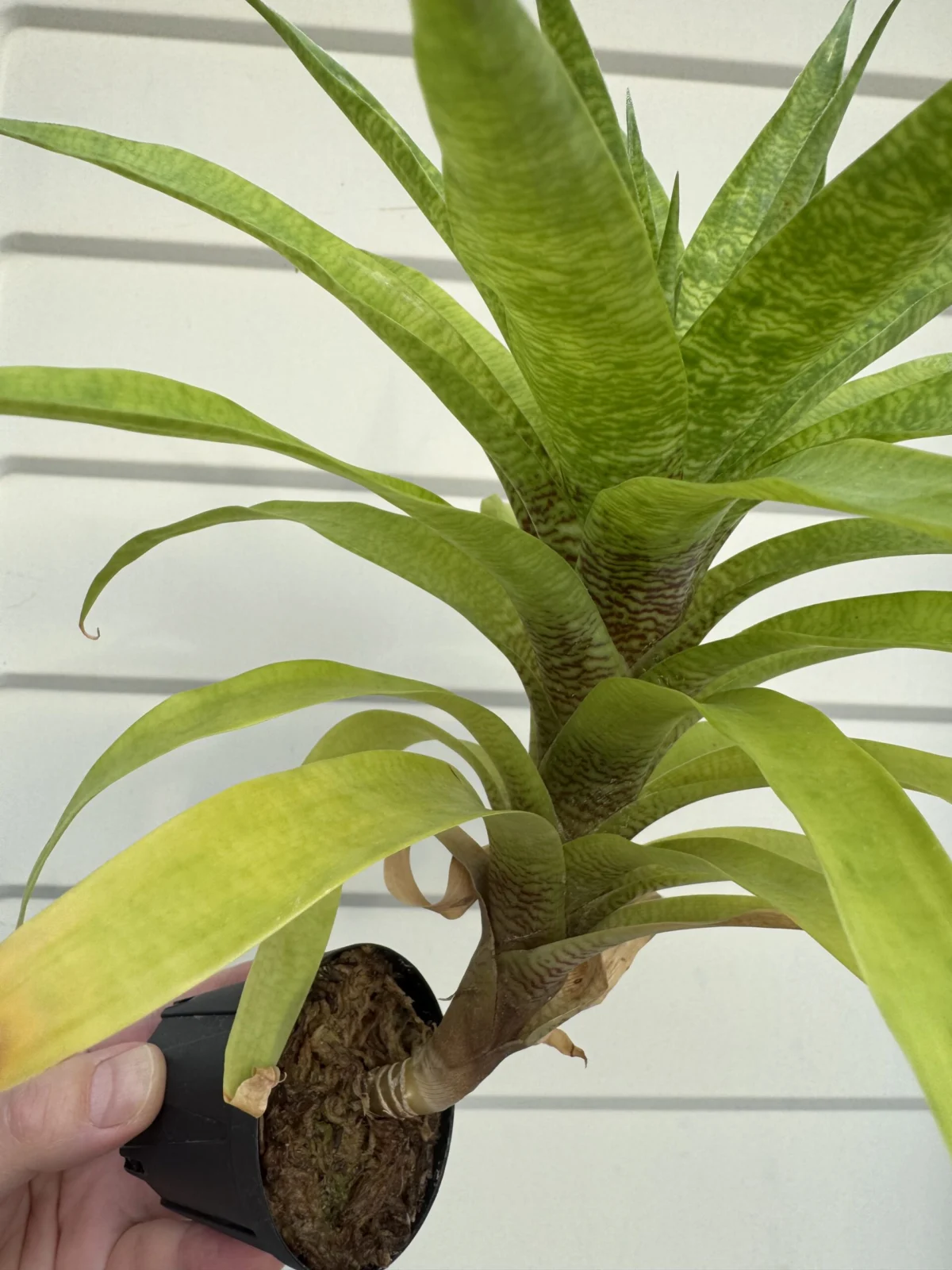 ゴーダエア　オスピナエ (旧フリーセア）曲げ②