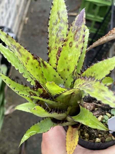 カニストラム　トリアングラレ　スパイニー