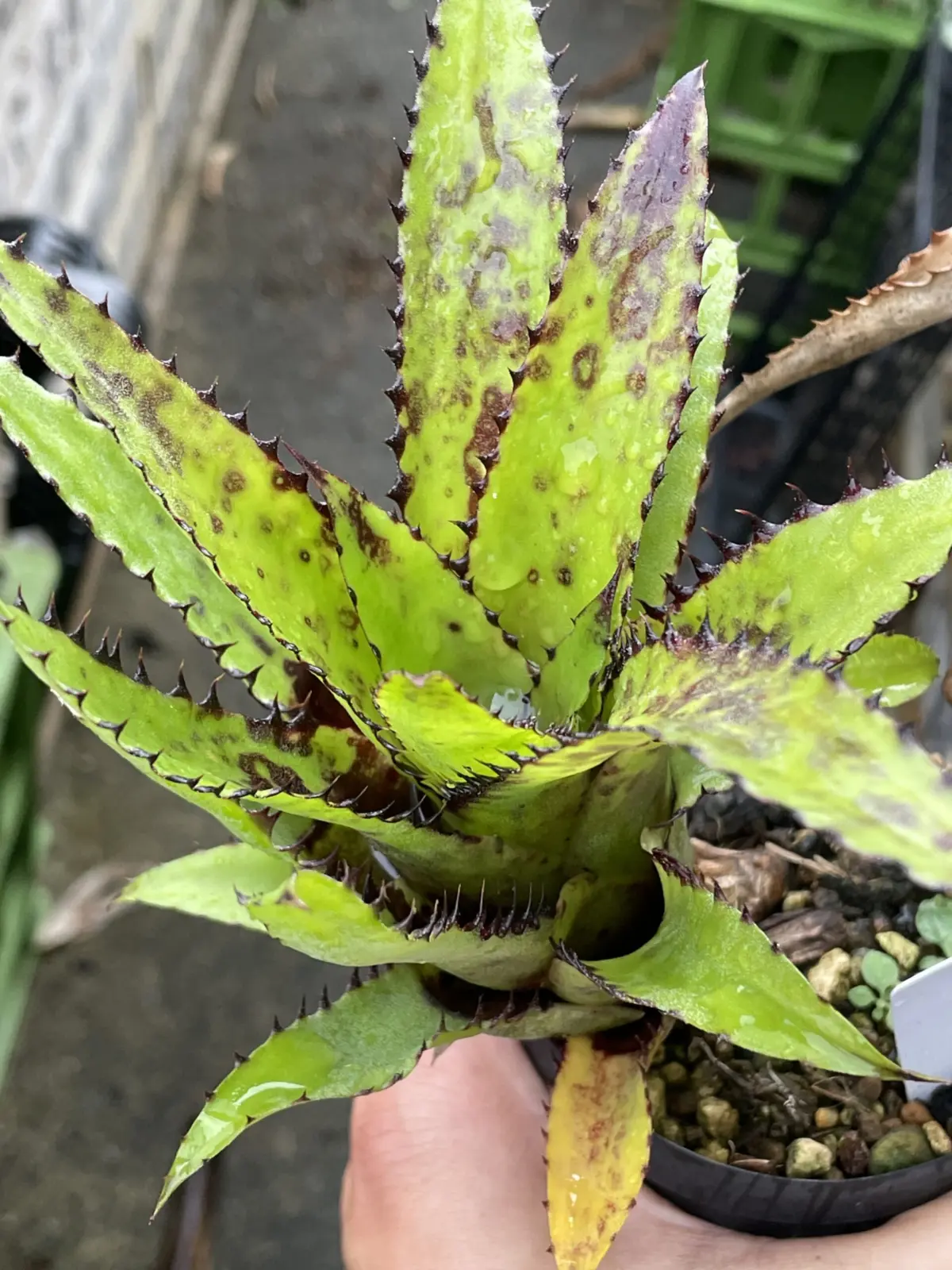 カニストラム　トリアングラレ　スパイニー