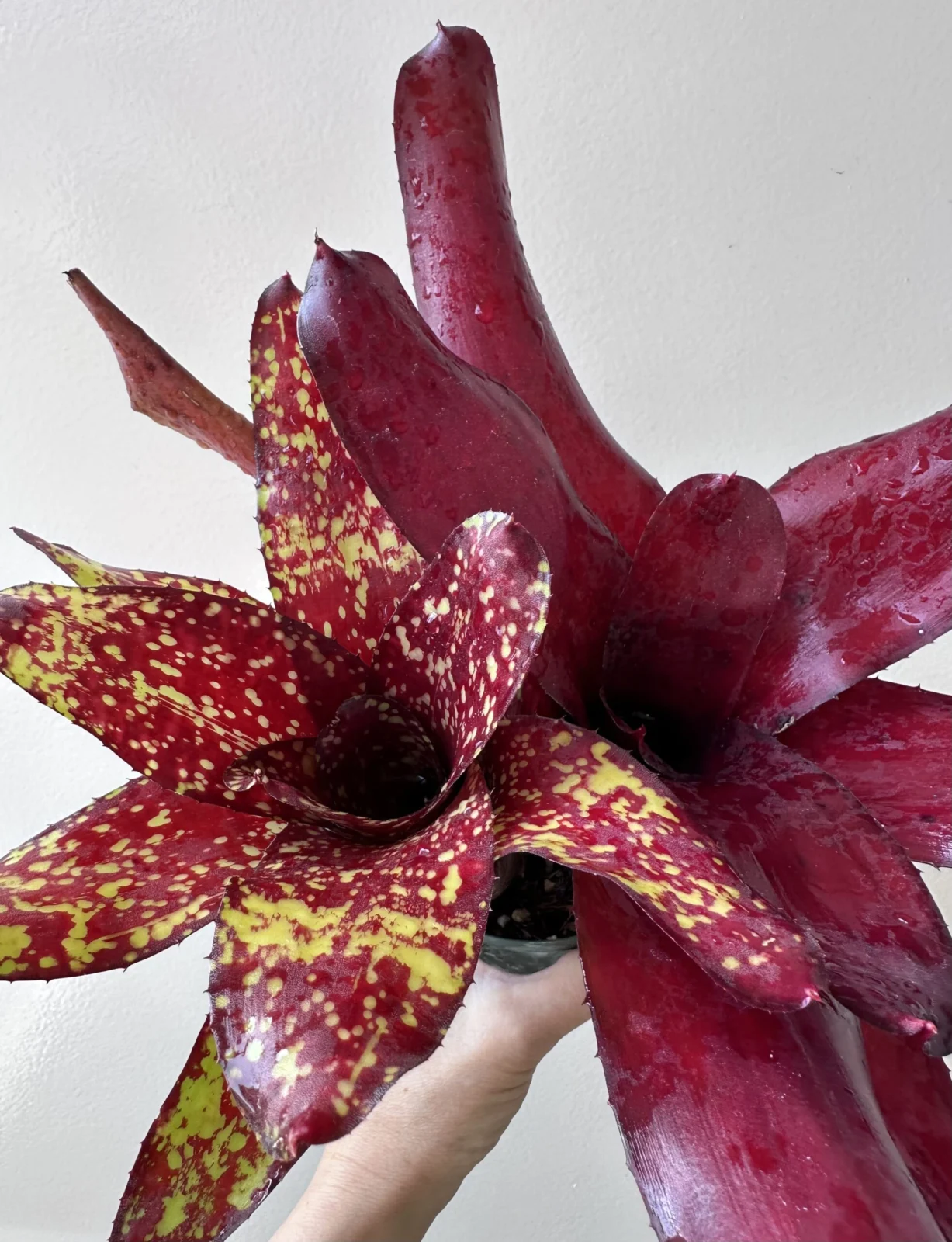 ネオレゲリア　ルビーパゴダ