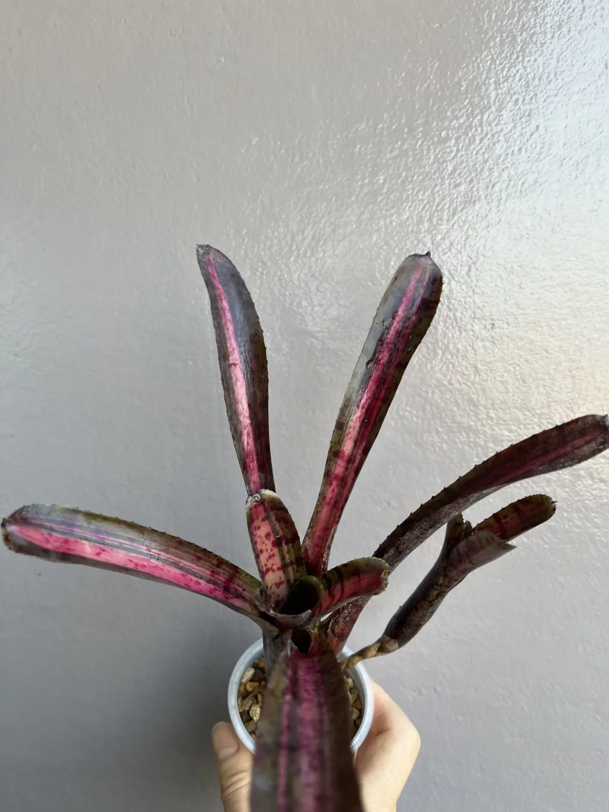 ネオレゲリア 札落ち 徒長？