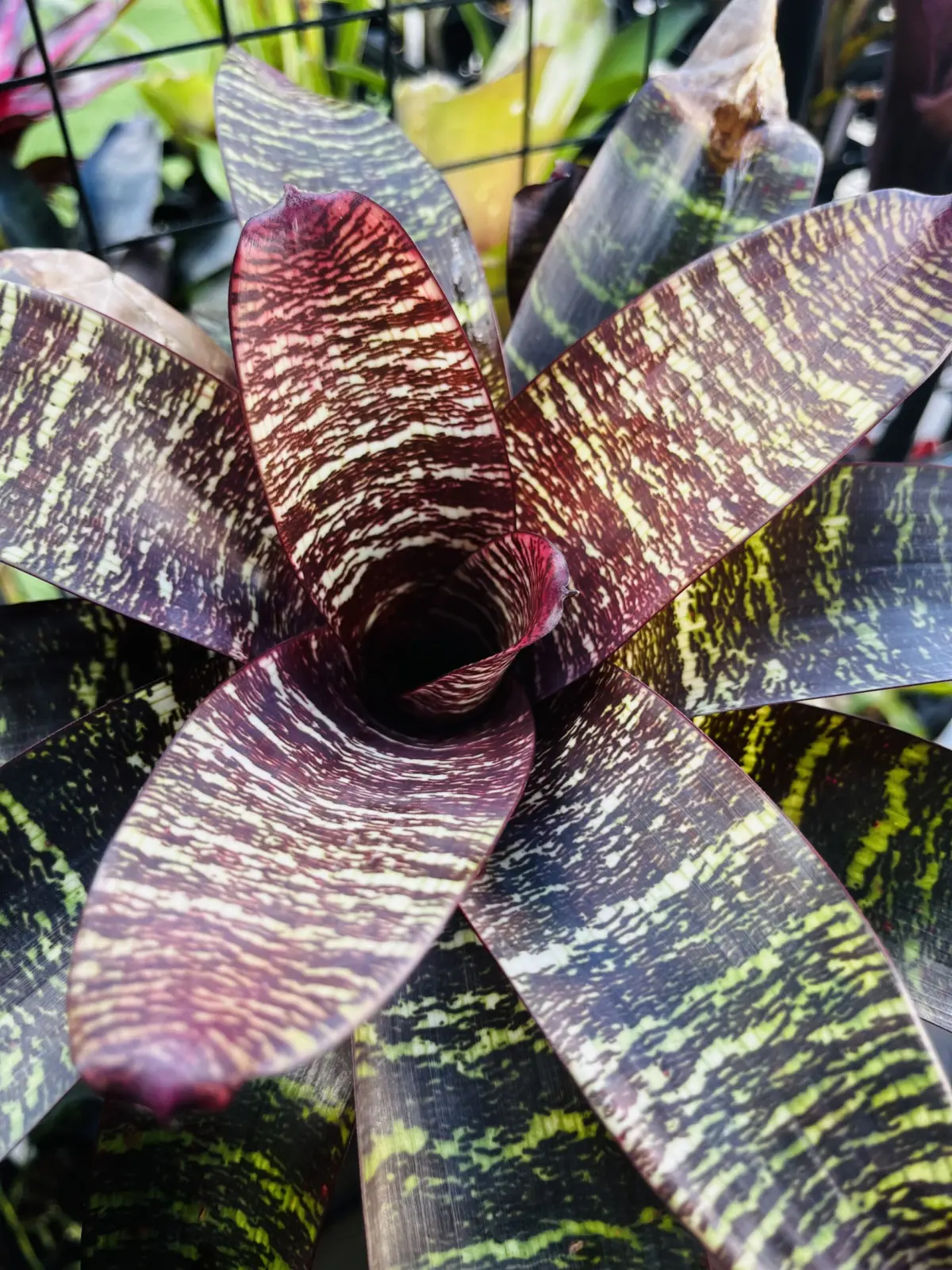 フリーセア　レッドチェスナット