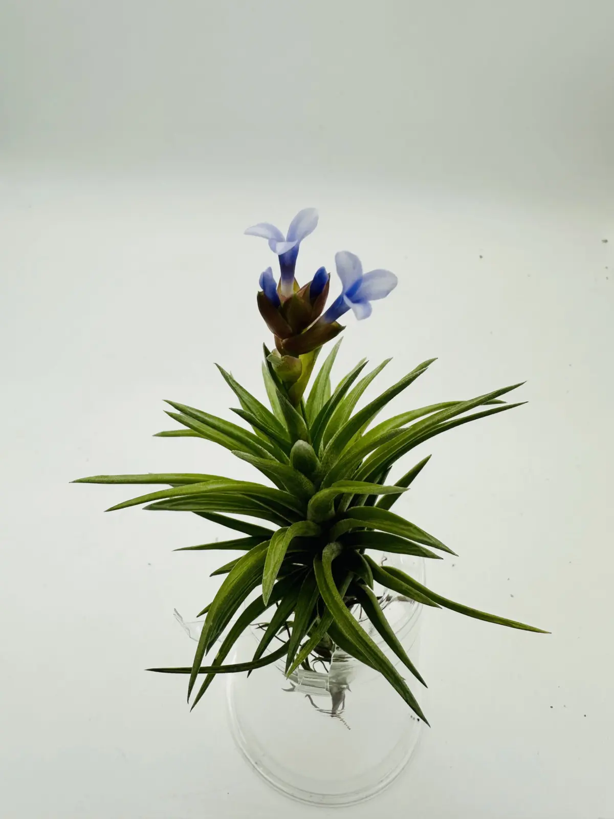 ティランジア　不明種