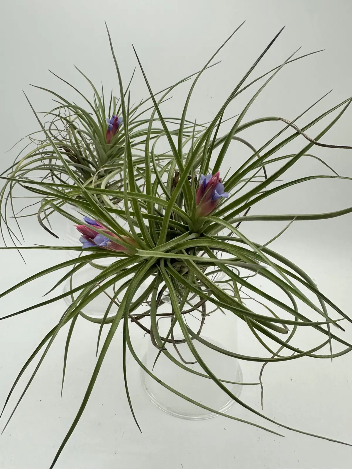 ティランジア　不明種