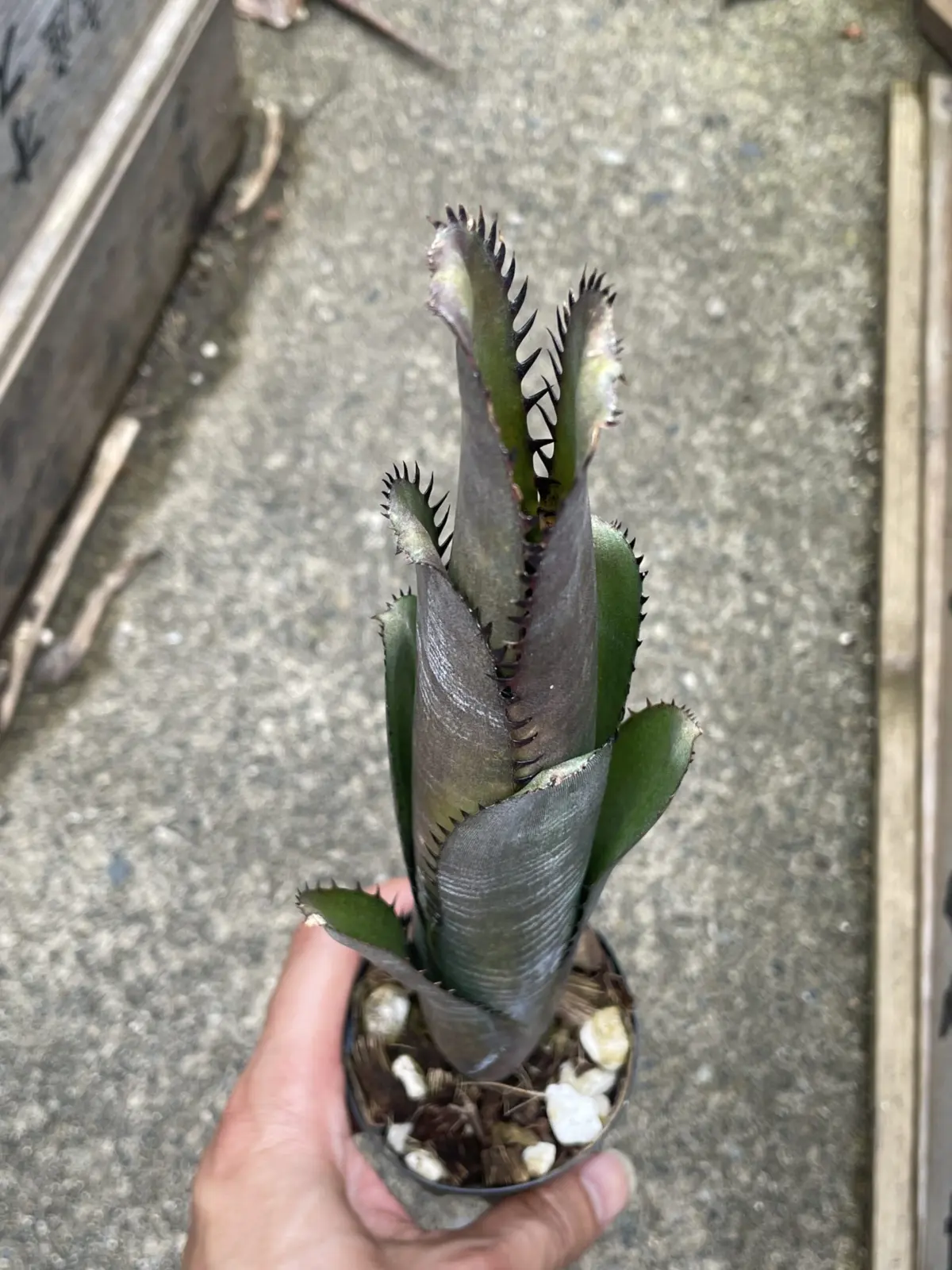 ビルベルギア　何か