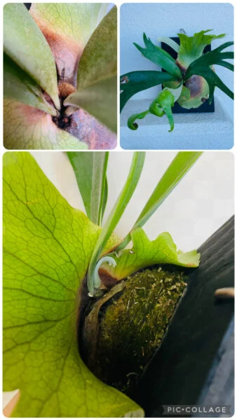ビカクシダ　ウィリンキー？　貯水葉の中から