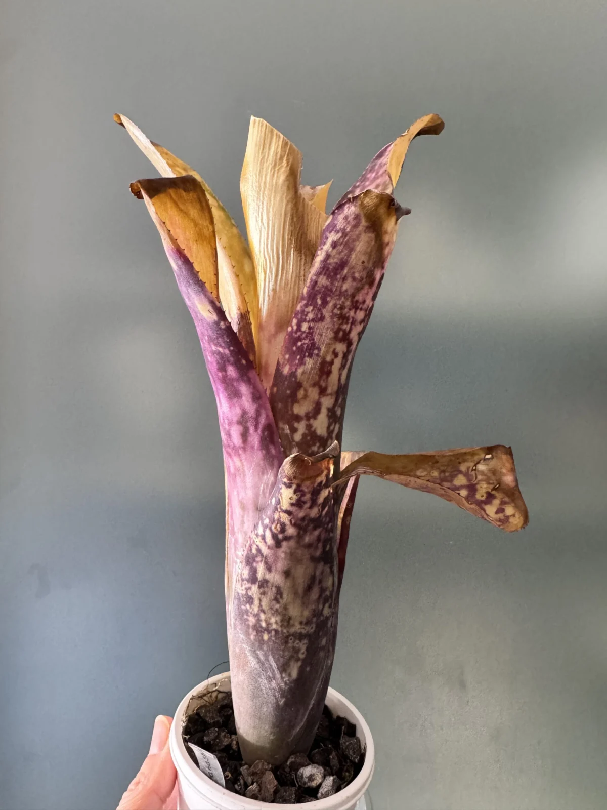 ビルベルギア　耐寒試験