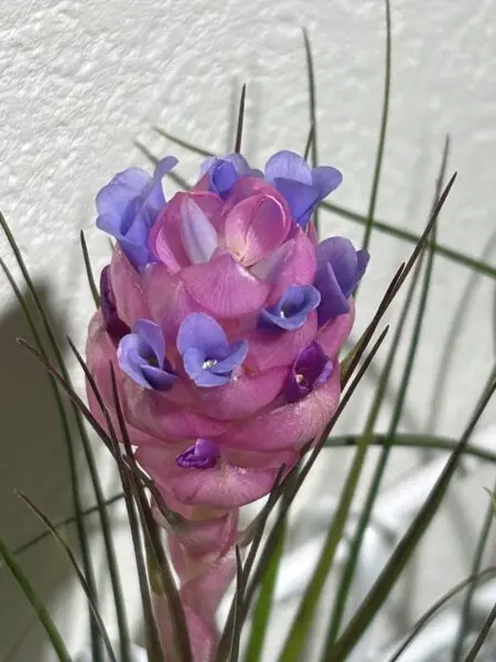 ティランジア　リコ　花