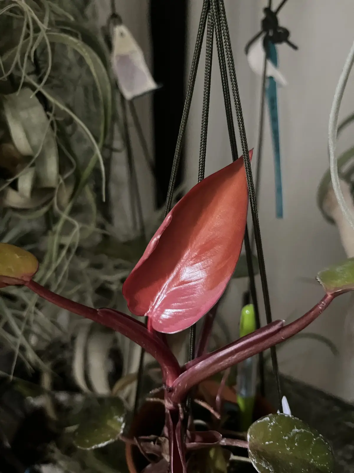 柿色プリンセス