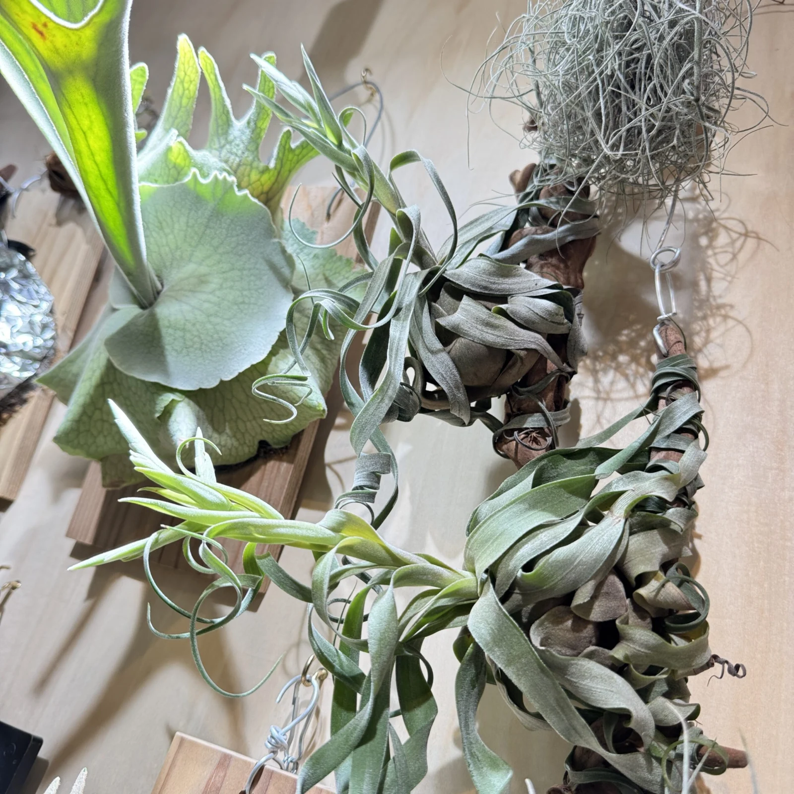 ストレプトフィラ