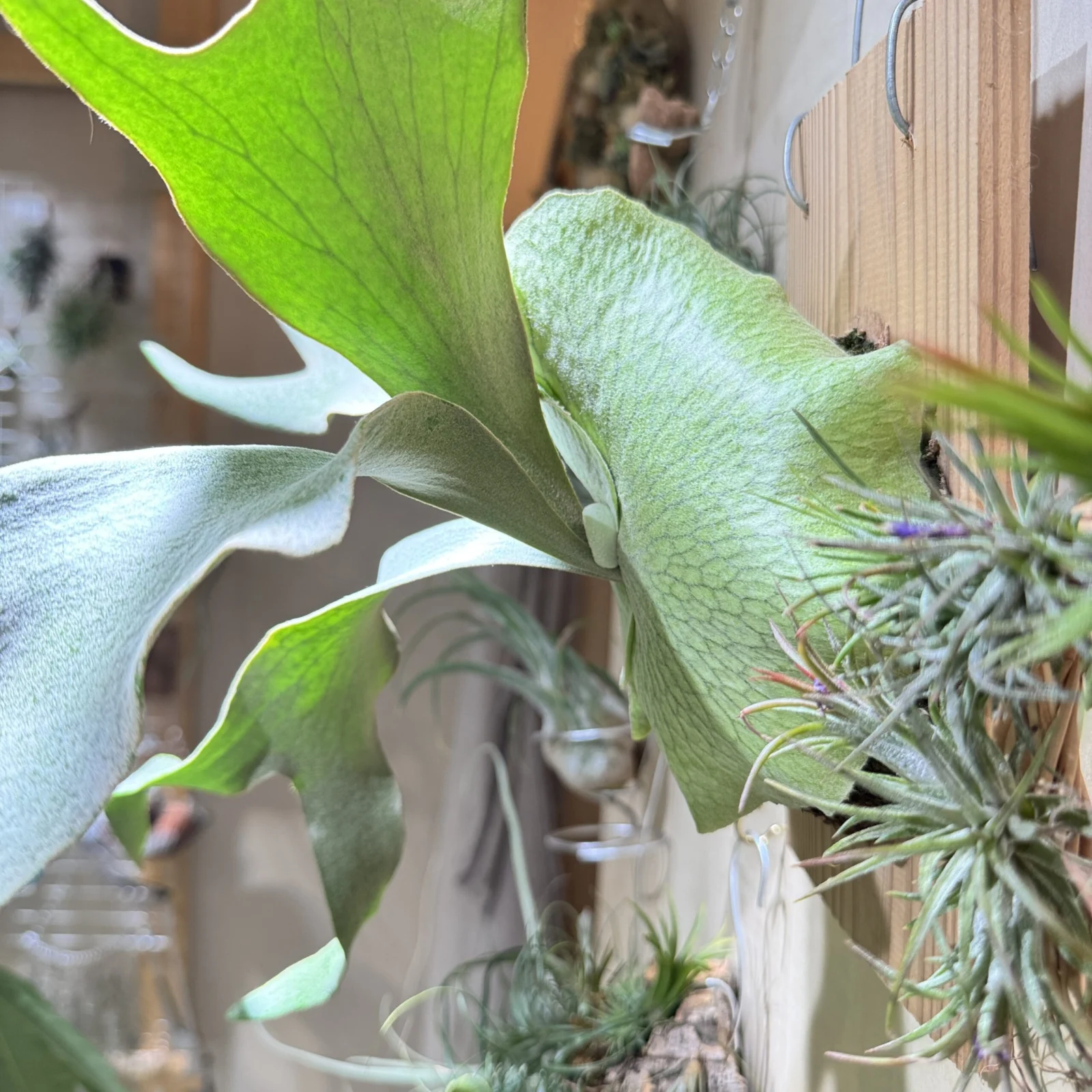 ビカクシダ　デコッパチ　ホワイトギズモ