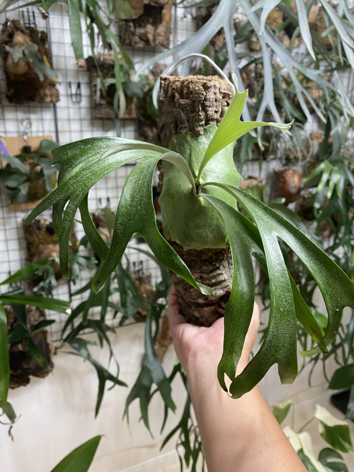 ビカクシダ アルシコルネ マダガスカル ドワーフ – Plants Navi