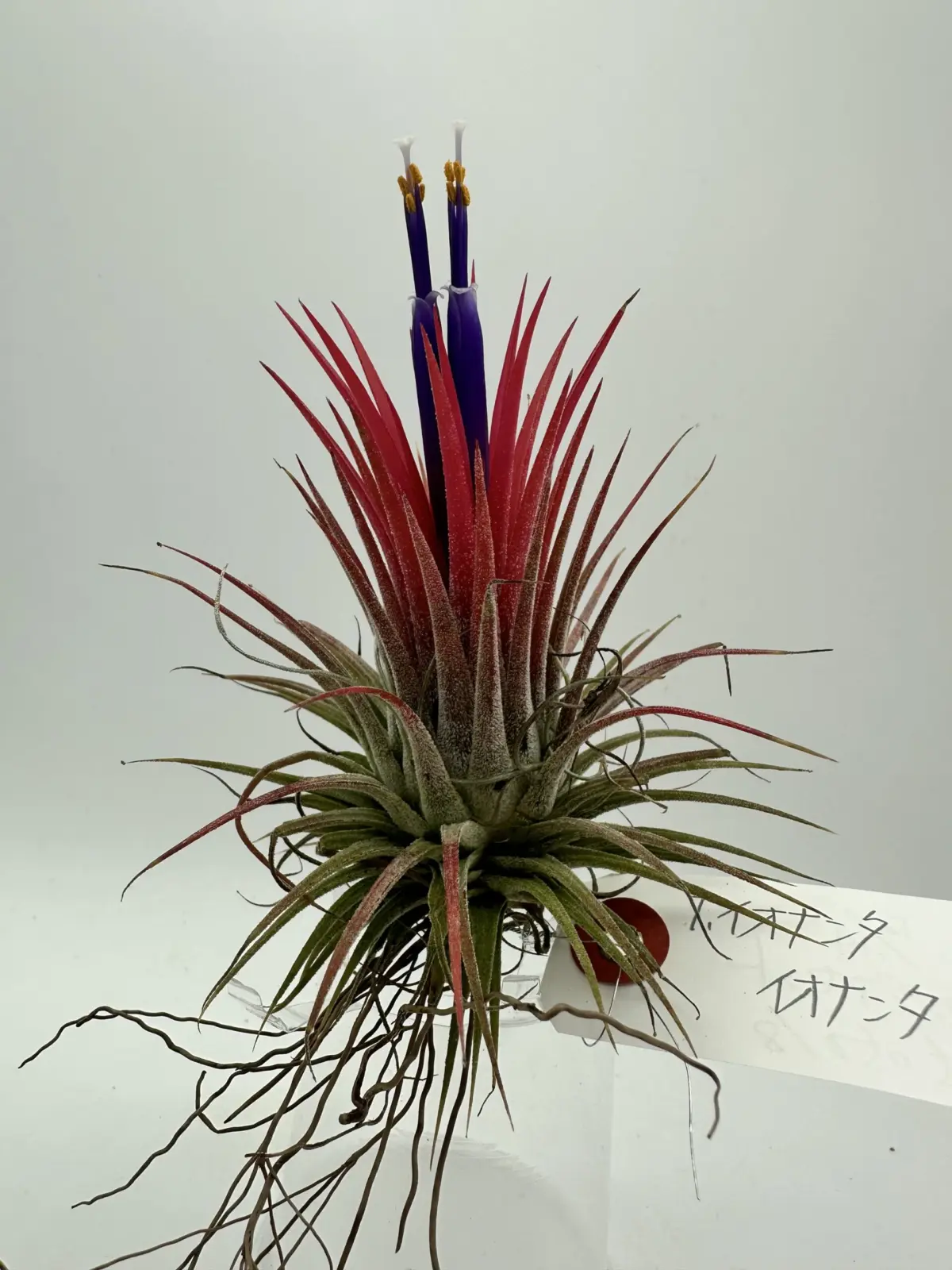 ティランジア　イオナンタ　イオナンタ