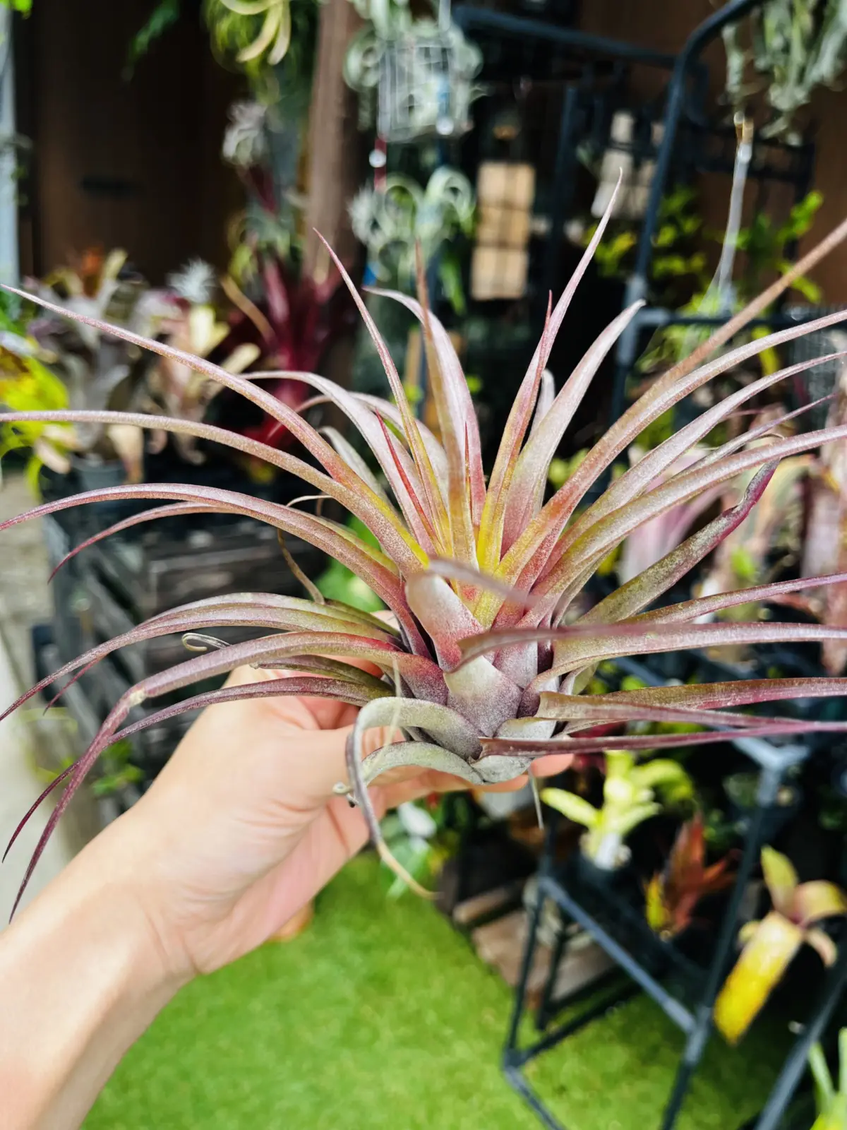 ティランジア　ラブノット