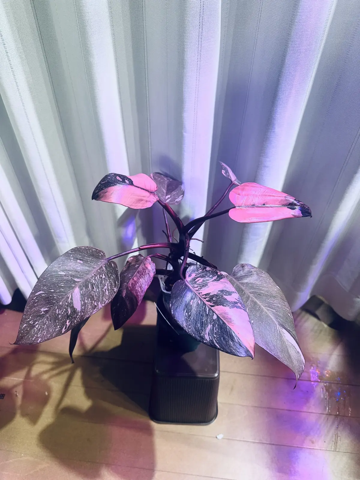 フィロデンドロン　ピンクプリンセススーパー