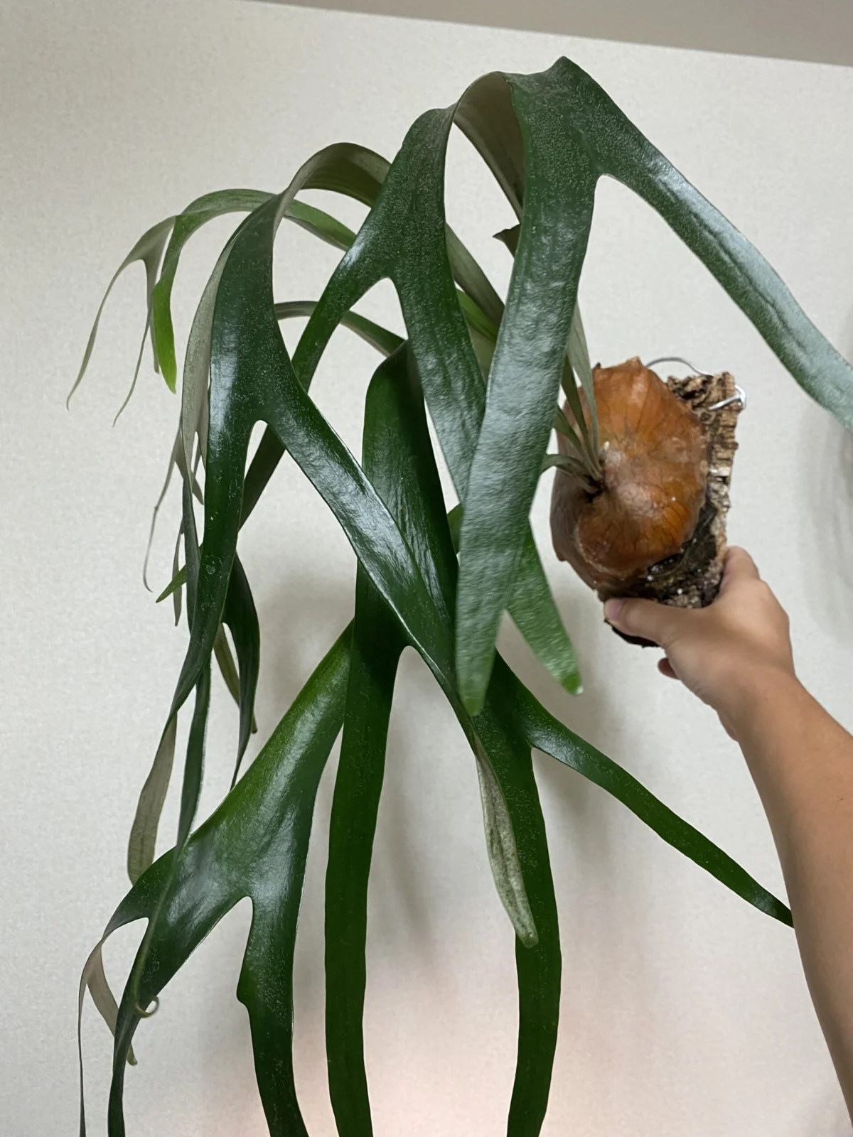 ビカクシダ トサカ