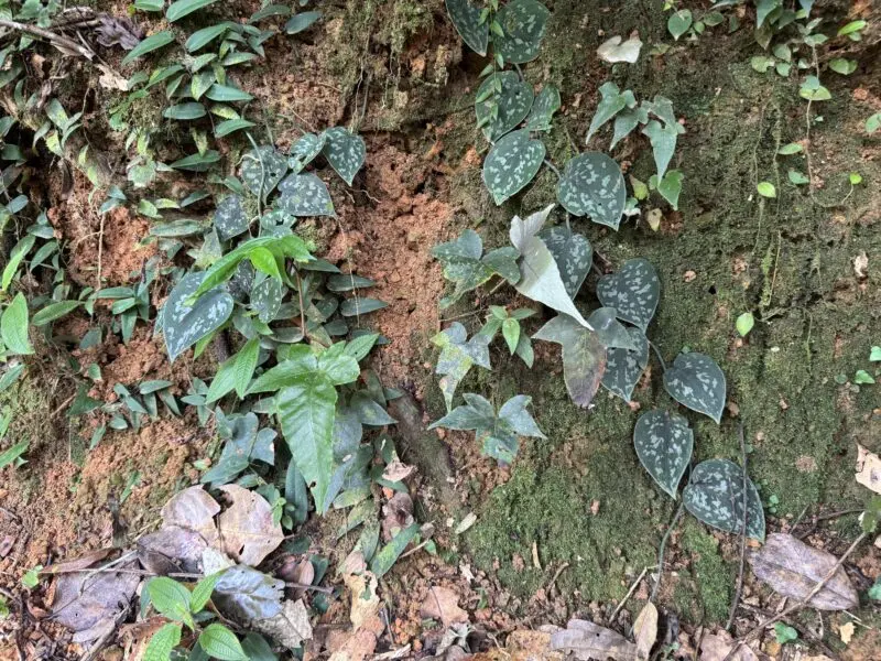 スキンダプサス ピクタス 自生地