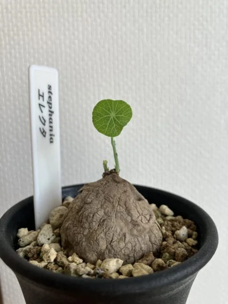 ステファニア エレクタ