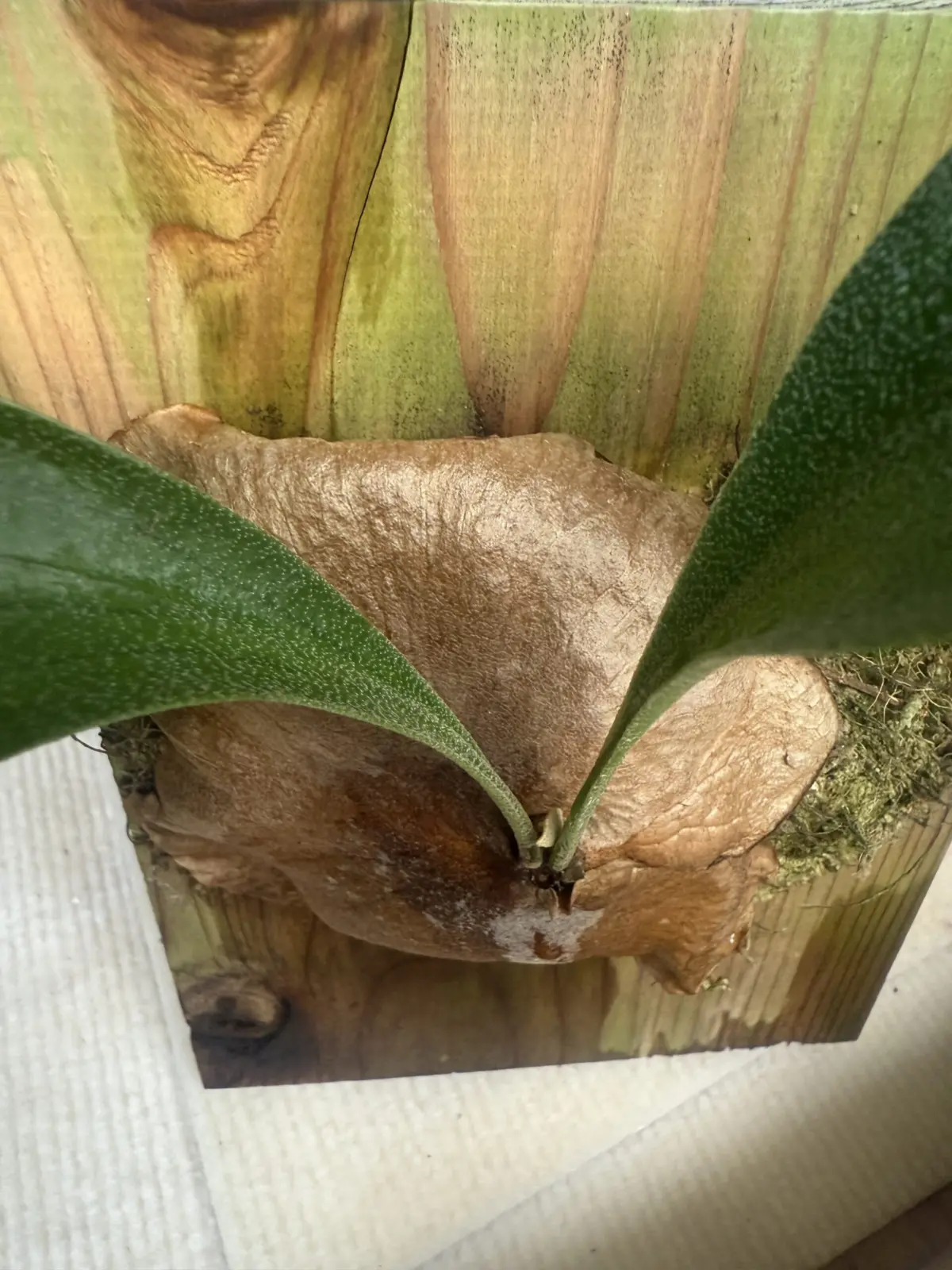 札落ちビカク　ビカクシダ