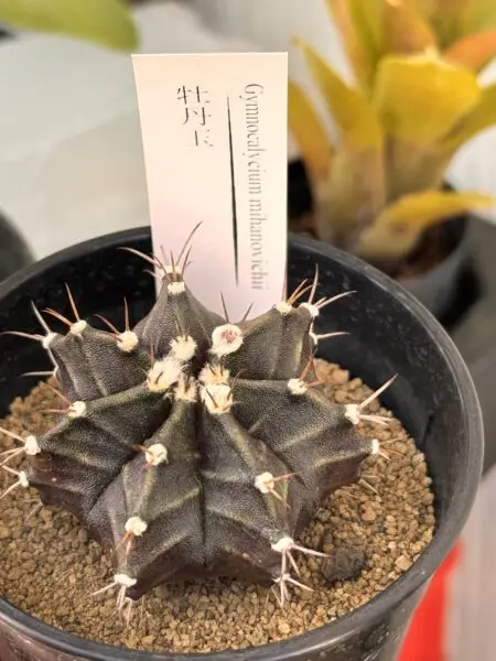 ギムノカリキウム　ミハノビッチ　サボテン