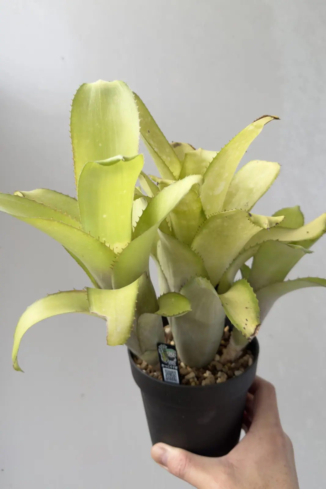 ビルベルギア サンデリアーナと何かの交配