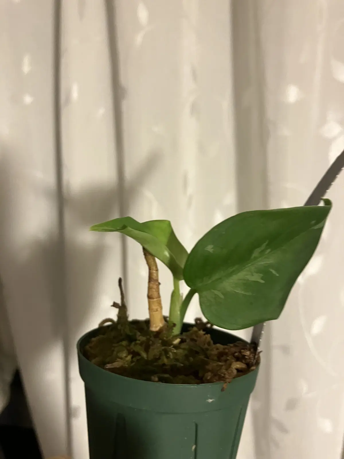 アグラオネマ　ピクタム　トリカラー