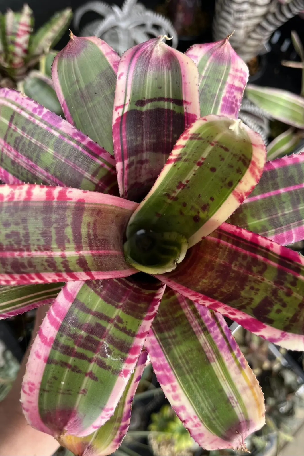 ネオレゲリア – ページ 42 – Plants Navi