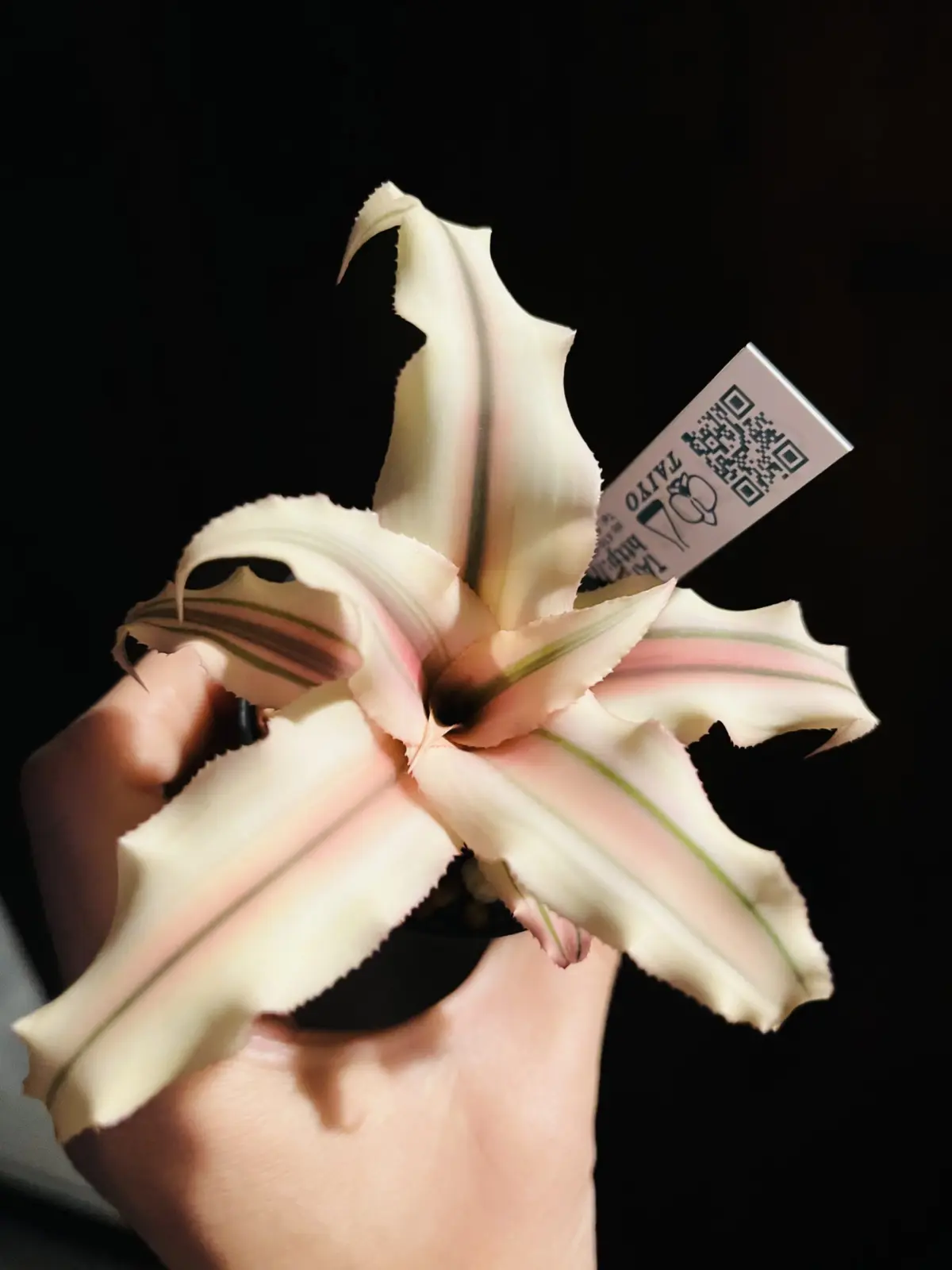 クリプタンサス　ビビタトゥス　ピンクスター