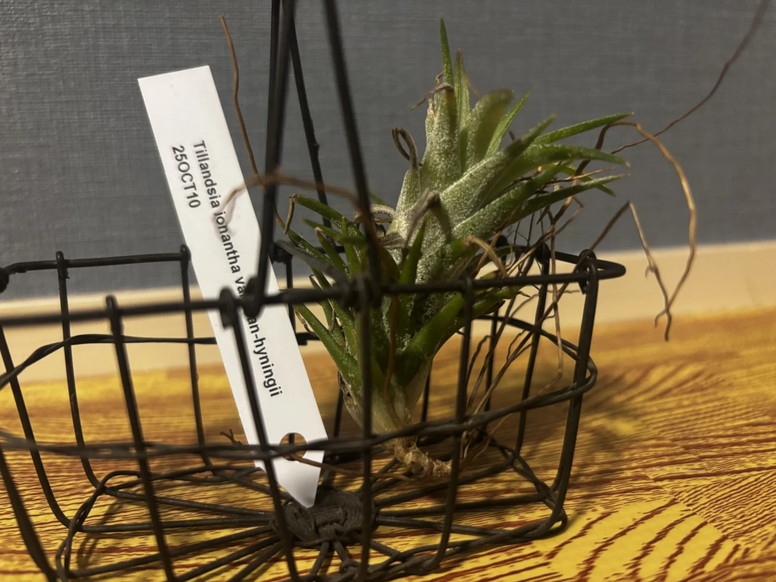 バンハイニンギー