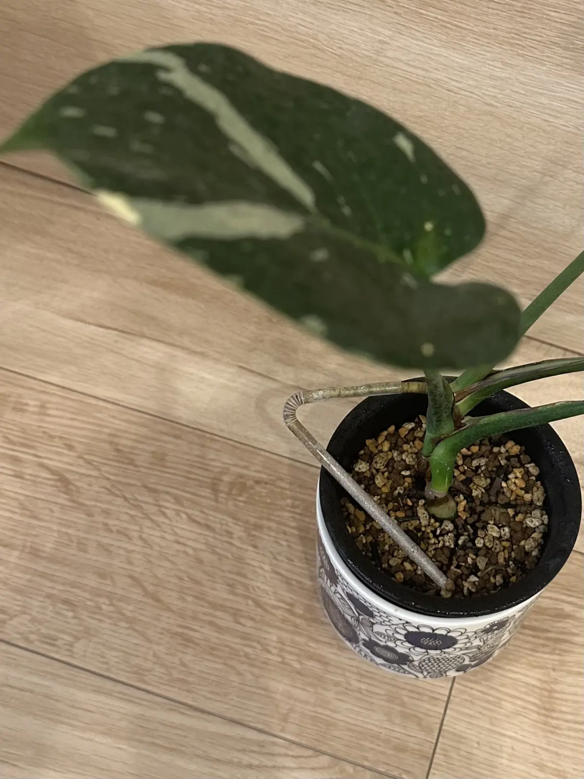 モンステラ　斑入り　パルテノン取れなくなった