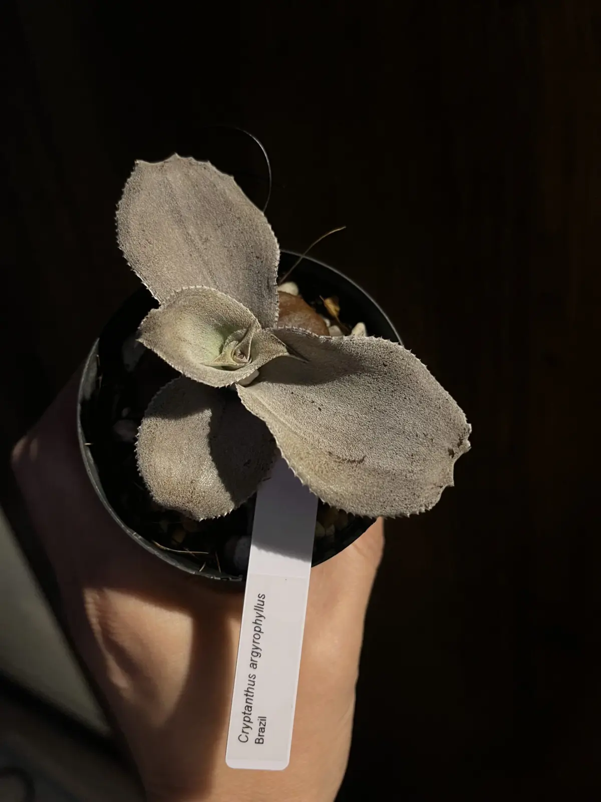 クリプタンサス　アルギロフィラス