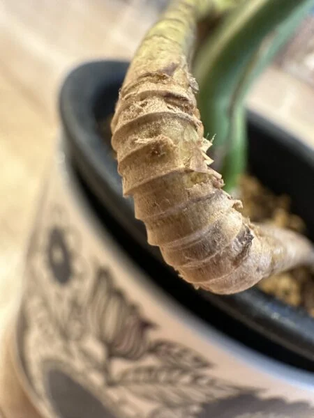 モンステラ 気根 パルテノンの蛇腹の跡