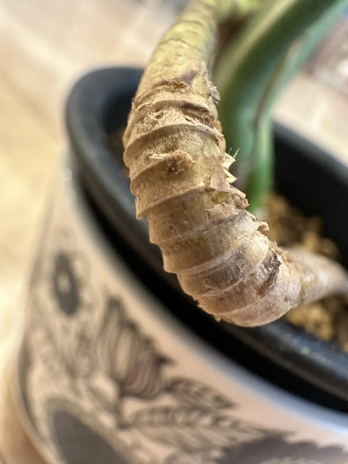 モンステラ　気根　パルテノンの蛇腹の跡